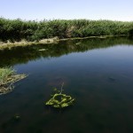 Riserva Naturale di Azrak