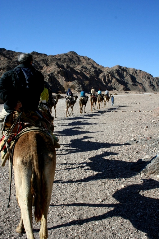 La classica passeggiata a dorso di un dromedario