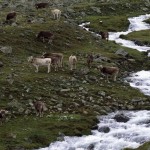 Come si presenta la valle subito fuori dal bosco delle cince