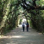 Un vialetto incantato al Giardino dei Boboli