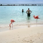 A Palm Iland si fa il bagno con i fenicotteri rosa