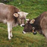 Incontri non infrequenti durante una camminata in montagna. ARCHIVIO TICINO TURISMO