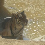 La tigre si rinfresca al Parco Safari