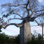 Un Baobab millenario