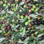 Le olive della provincia di Chieti sono particolarmente adatte alla produzione di olio d'eccellenza