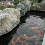 Scorcio del giardino zen con le koi