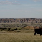 Un bufalo davanti alla distesa delle Badlands