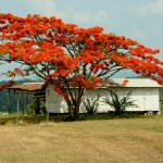 L'arancio dello jacaranda