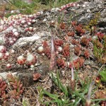 La natura rigogliosa del parco naturale