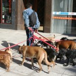 Dog sitter per le vie di Buenos Aires