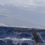 La classica codata di una balena