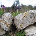 Primavera precoce in Riviera