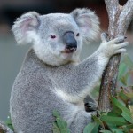 Koala del Wild Park