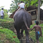 Passeggiata a dorso d'elefante - IMG_0367