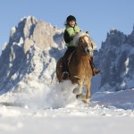 A cavallo di un avelignese sulla neve delle Dolomiti