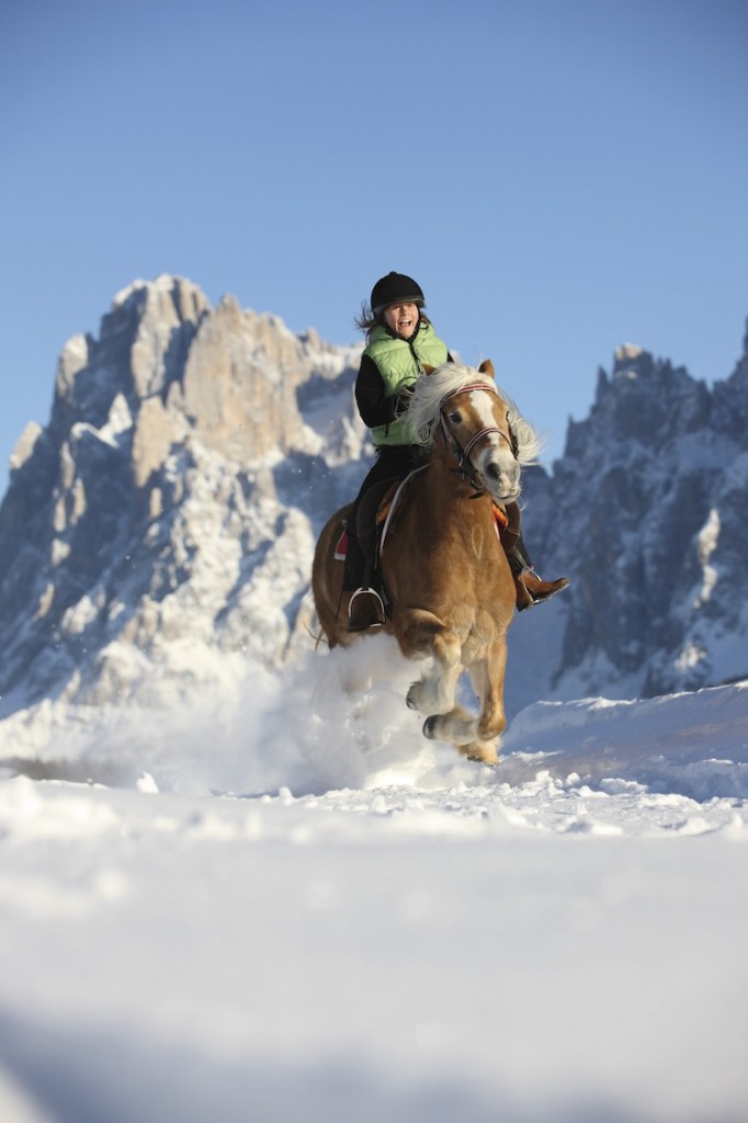 A cavallo di un avelignese sulla neve delle Dolomiti