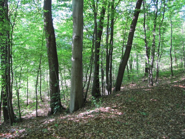 A nord la pianura pannonica, a sud freschi boschi di collina