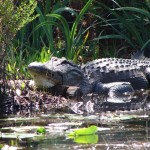 Il coccodrillo dell'Okefenokee