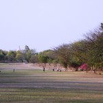 Bagan, tipico gold desertico