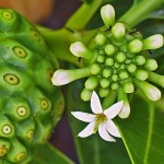 Noni - nome scientifico Morinda Citrifolia