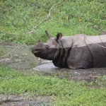 Parco di Chitwan - il raro rinoceronte ad un corno solo