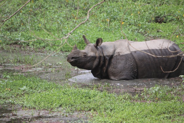 Parco di Chitwan - il raro rinoceronte ad un corno solo