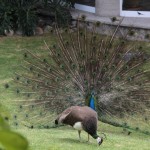 Contepec, Mundo Granjero, tra i mille animali anche la danza del pavone