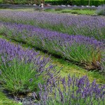 Campi di lavanda della Lavender Farm