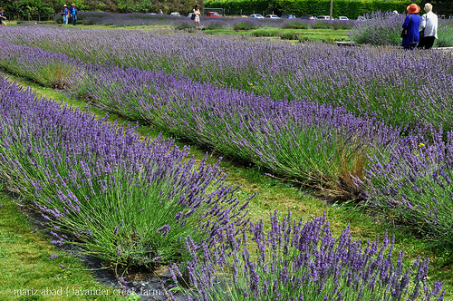 Campi di lavanda della Lavender Farm