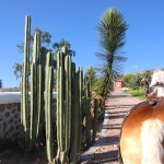 In giro per l'azienda sulle colline di Cadereyta