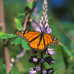 La (farfalla) Mariposa Monarca