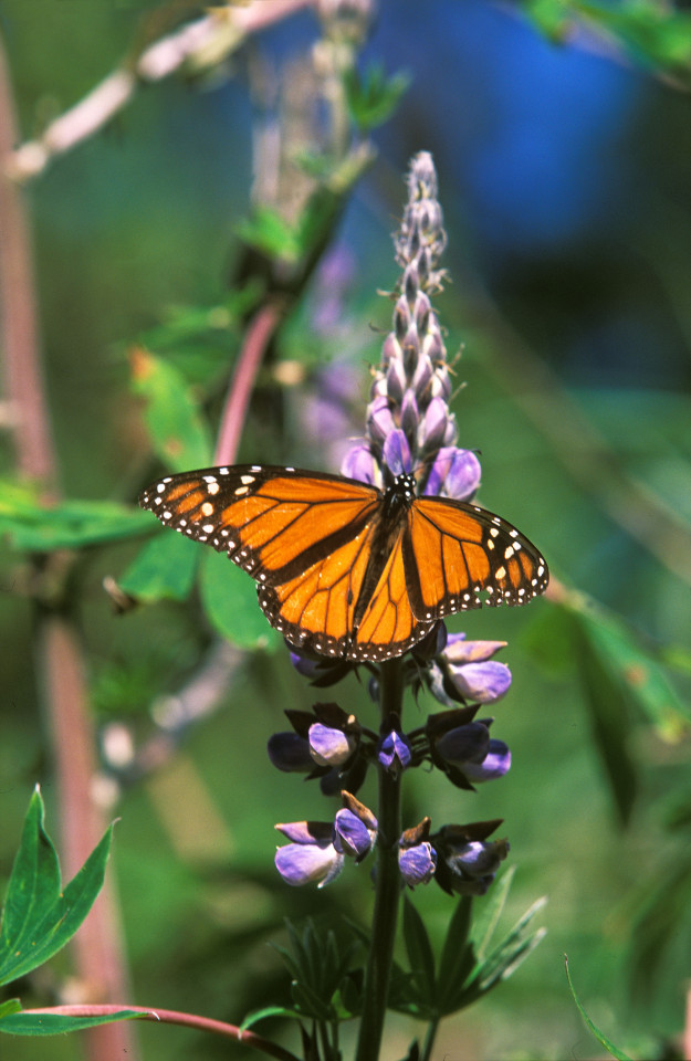 La (farfalla) Mariposa Monarca