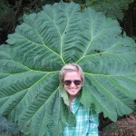 Gunnera insignis, l'ombrello dei poveri