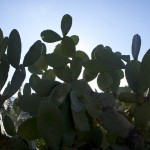 I cactus sono di casa nella valle del Genal