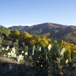 La vegetazione mista di cactus, noci e castagni