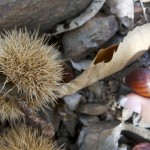 Raccogliendo castagne