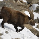 Gli stambecchi avvistati dal rifugio