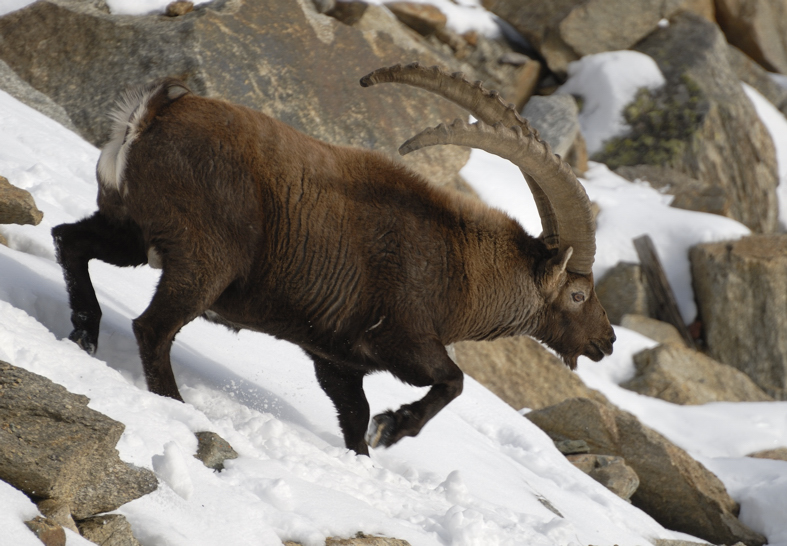 Gli stambecchi avvistati dal rifugio