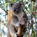 Prue, una delle koala allo zoo di Cairns