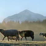 L'abitudine alla transumanza tra le valli