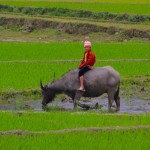 A cavallo del bufalo