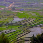 Le verdi terrazzate risaie nel mese di aprile