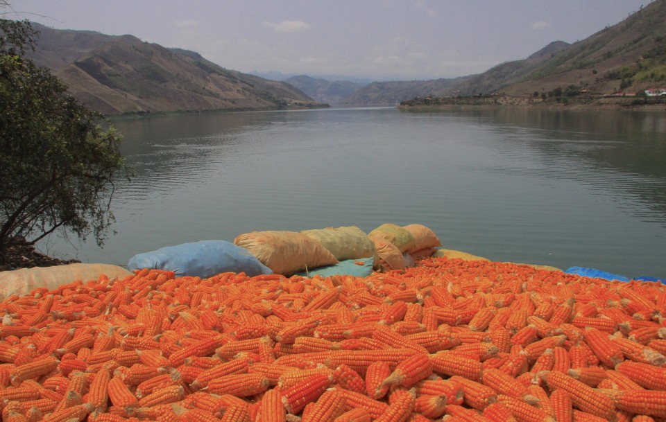 Raccolta di pannocchie sul lago Thong Bao