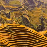 Settembre, il giallo delle risaie terrazzate attorno a Sapa