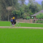 Tra le risaie in bici