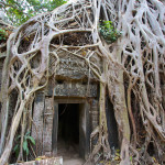 Come la natura entra nel tempio di Ta Phrom (foto di Kirsty Bennetts)