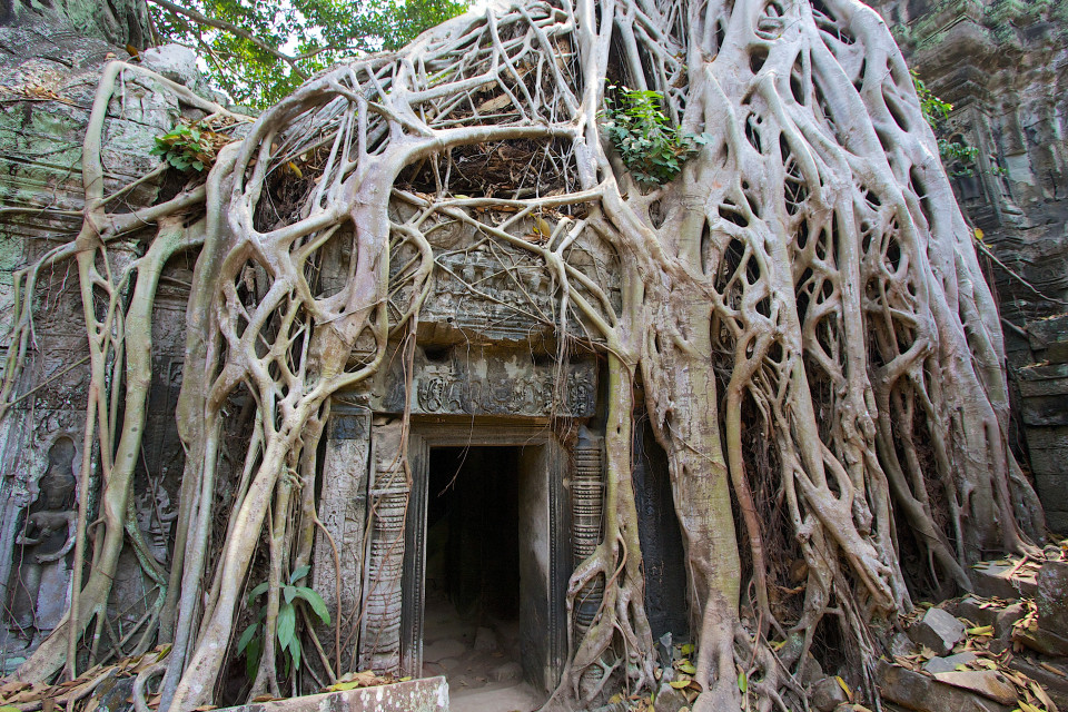 Come la natura entra nel tempio di Ta Phrom (foto di Kirsty Bennetts)