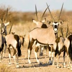 I Gemsbok