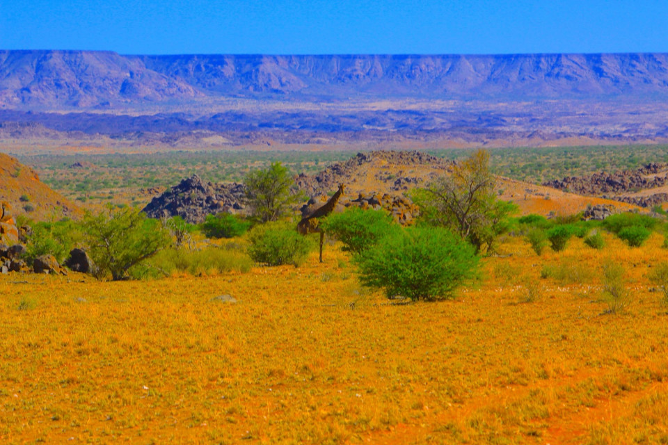 La giraffa nello spoglio suggestivo paesaggio