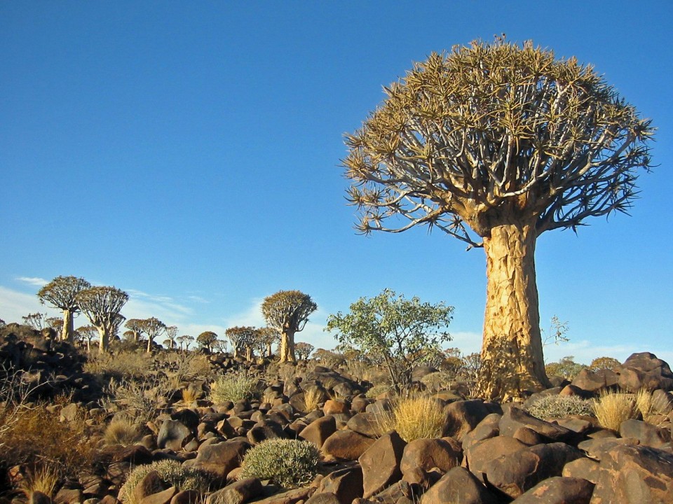 Quiver Tree